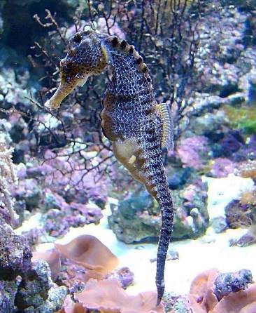 海马入缸几天喂食,海马种植