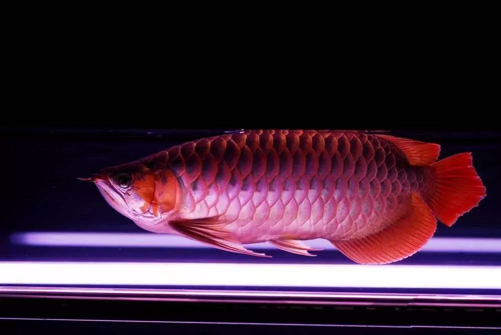 用心养鱼养好鱼,用心养好每一锅汤