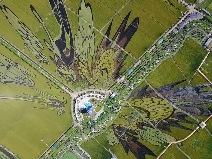 沈阳稻梦空间稻田,沈阳稻梦空间