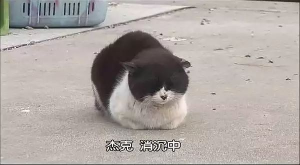 治愈系猫日常,治愈吸猫