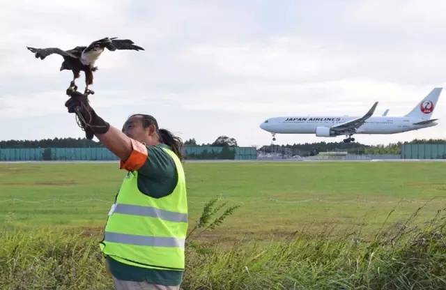 日本出事飞机竟与311大地震有关,日本航空ja350号班机坠毁事件