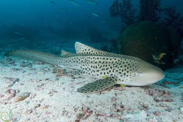 船宿潜水选哪里,从小白到潜水教练需要花多少钱