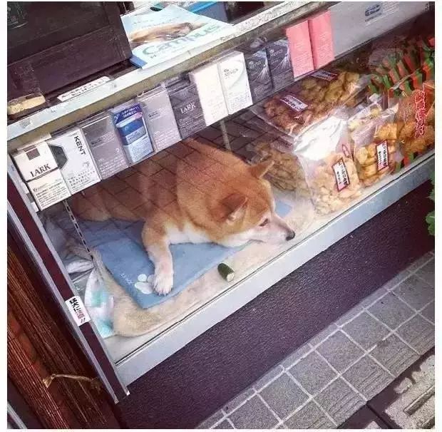 狗狗当销售部老总,狗当老板的店视频