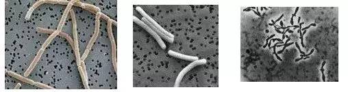 贵价酸奶,贵酸奶