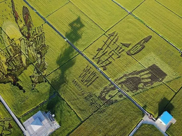 沈阳稻梦空间稻田,沈阳稻梦空间