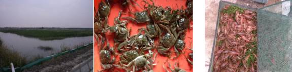 小龙虾最新现状,小龙虾的发展情况