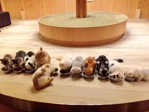 治愈系猫日常,治愈吸猫