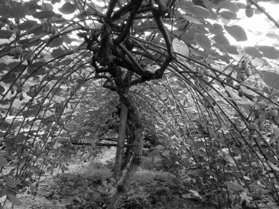 线上线下大聚惠，你的甜猕来自都江堰