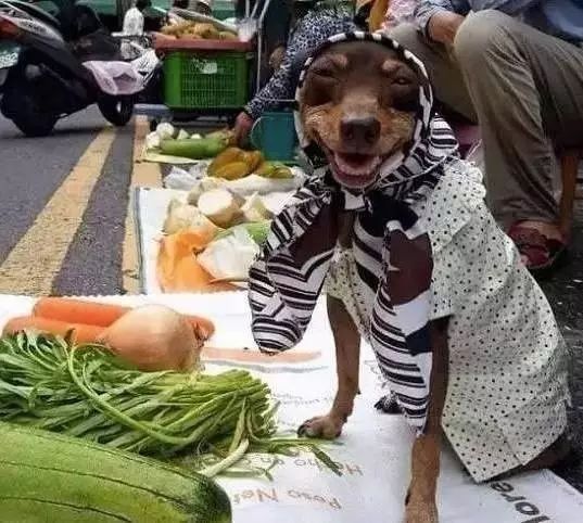 狗狗当销售部老总,狗当老板的店视频