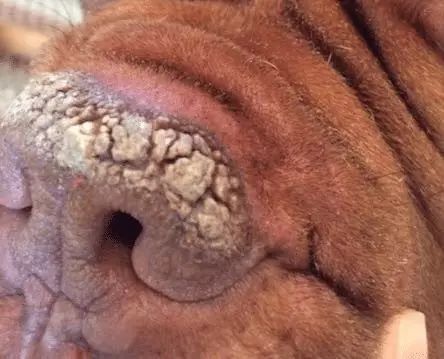 D255-狗爪子、鼻子上长出了石头