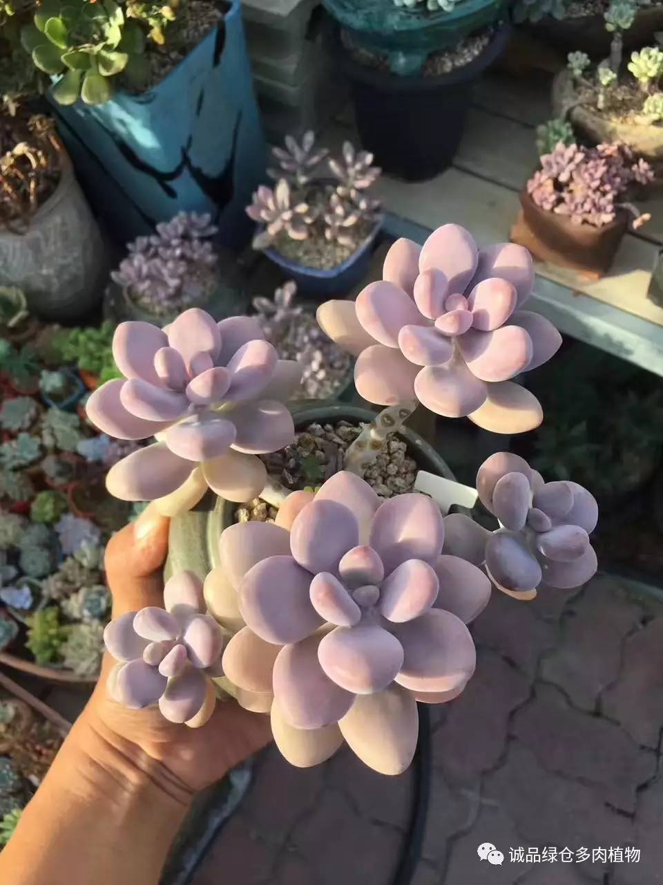 秀肉肉｜本周韩国肉肉直播图集