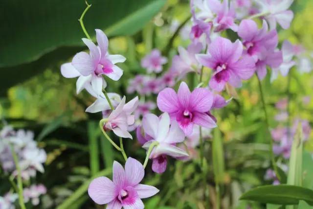 中国东盟博览会旅游展时间表,中国东盟博览会攻略