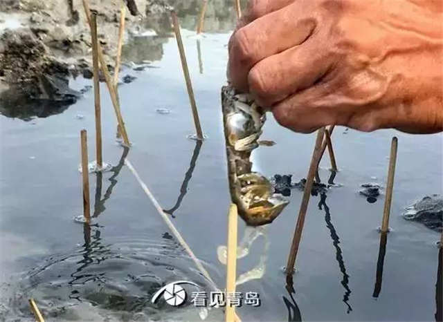 青岛的虾虎与琵琶虾,真正的青岛虾虎