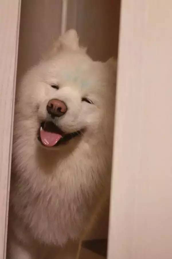 主人不在家狗狗都在想什么,你不在家的时候你的狗狗在干嘛呢