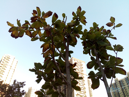 荣耀畅玩6续航测试,荣耀畅玩6x续航评测