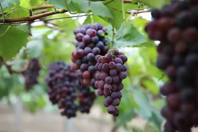 白鹿原葡萄主题公园,西安附近葡萄主题公园