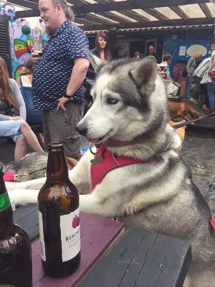 狗狗喝醉了是什么样,哈士奇喝醉了搞笑