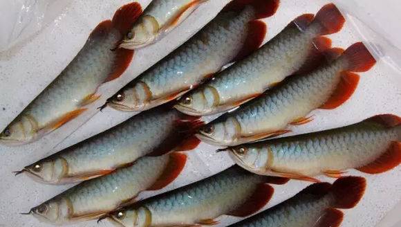 小红龙怎么看眼睛大,红龙如何看血统