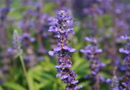 益母草颗粒在药店一般多少钱,益母草颗粒为什么价格差别大