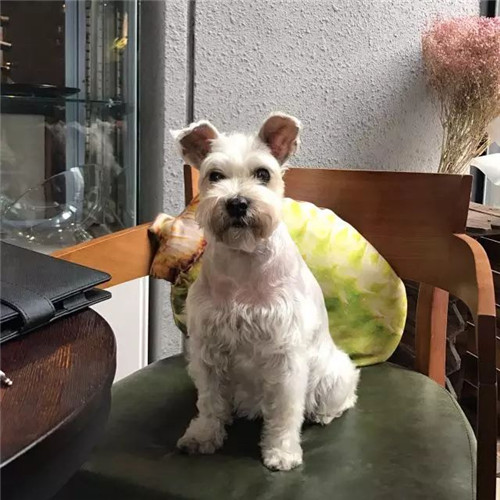 奶酪妈,奶酪妈原声