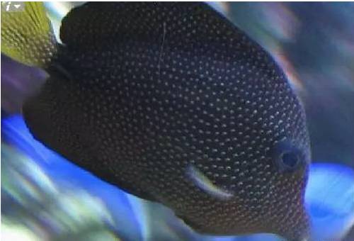 新手打理鱼缸,帮忙修理好鱼缸游戏