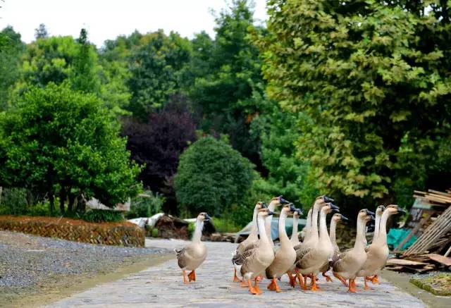 芜湖带住宿的农家乐有哪些,芜湖周边农家乐一日游推荐
