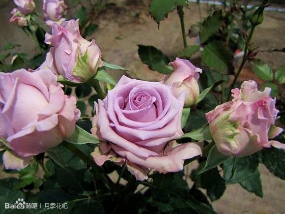 蓝紫色的爬藤月季有哪些品种,天狼蓝紫色月季哪款最优秀