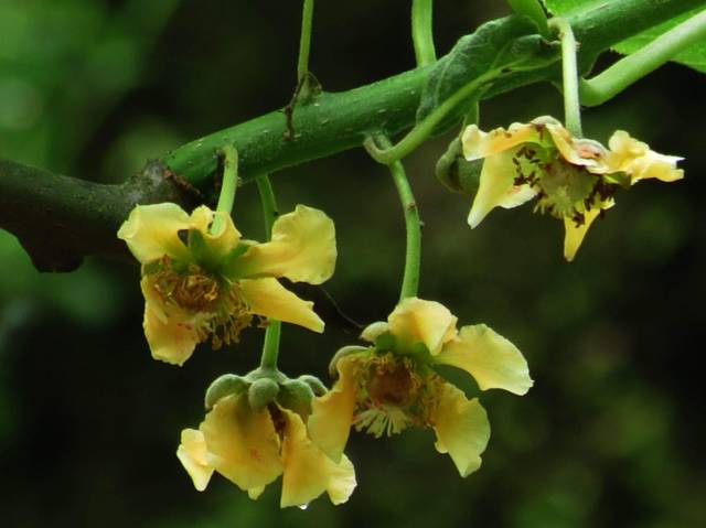 丹棱应季水果有什么,丹棱哪种水果最好