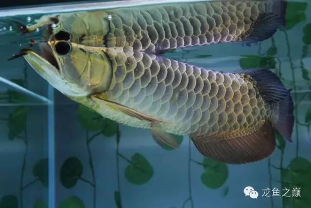 龙鱼驯食的视频,龙鱼怎样训食