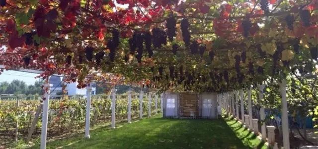 白鹿原葡萄主题公园,西安附近葡萄主题公园