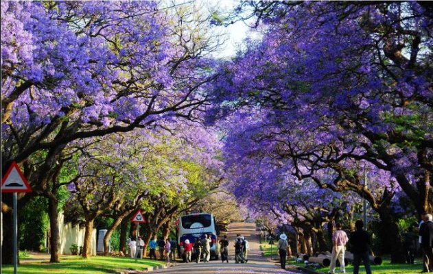 各国特色林荫道大盘点,“最美林荫道”随手拍等你来报名!