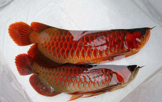 小红龙怎么看眼睛大,红龙如何看血统