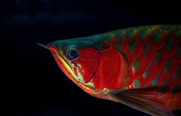 小红龙怎么看眼睛大,红龙如何看血统