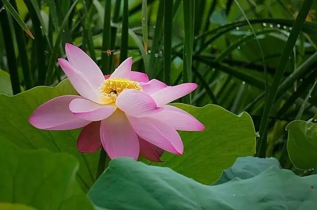美肤植物,植物百科仿生植物