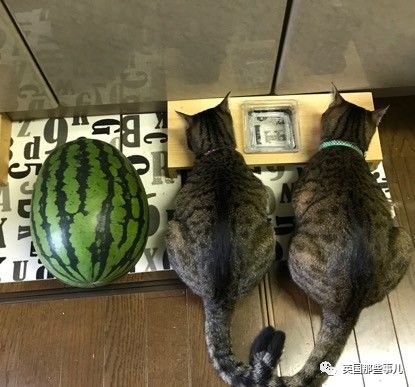 铲屎官养的猫夫妻,一对猫夫妇的铲屎官