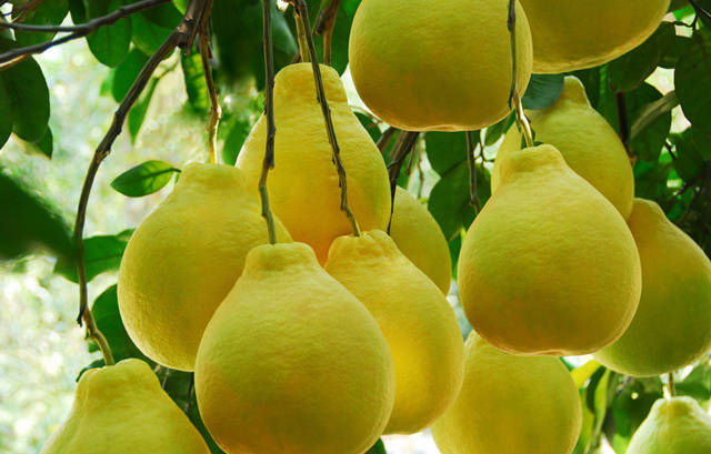 吃柚子的季节要知道的窍门,秋冬多吃柚子