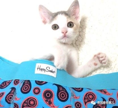 铲屎官养的猫夫妻,一对猫夫妇的铲屎官