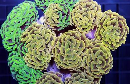 红单苞珊瑚可以嫁接吗,珊瑚树可以嫁接什么