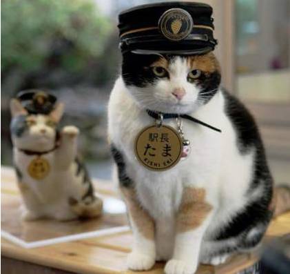 中日双语书推荐,中日双语小说带假名