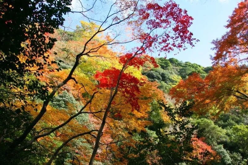 大阪箕面一日游,大阪箕面公园游玩