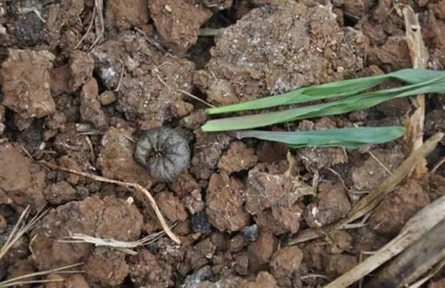 我是害虫！很多人却不认识我！