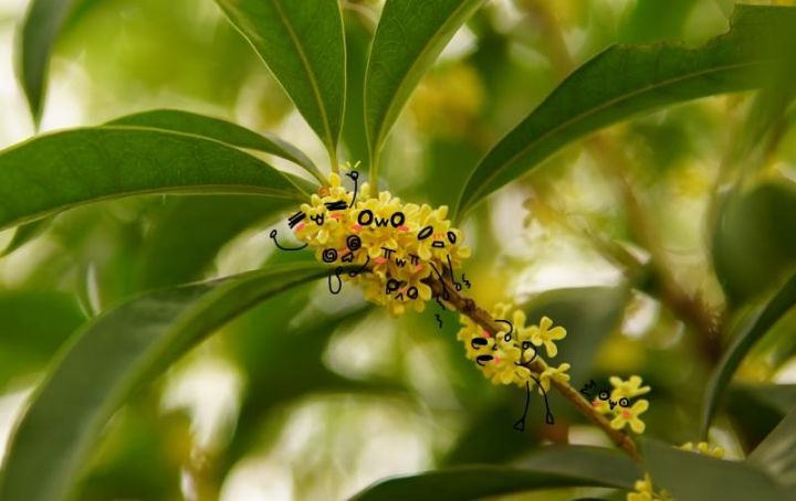 秋意浓，桂枝香（内附超萌桂花表情包,*/\*）