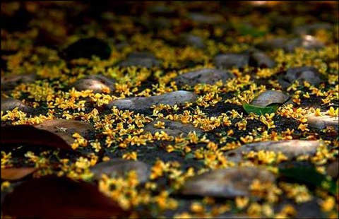 吃过桂花美食才不辜负江苏的秋天,苏州特色桂花