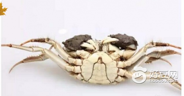 大闸蟹挑选小技巧,怎么挑选大闸蟹小妙招