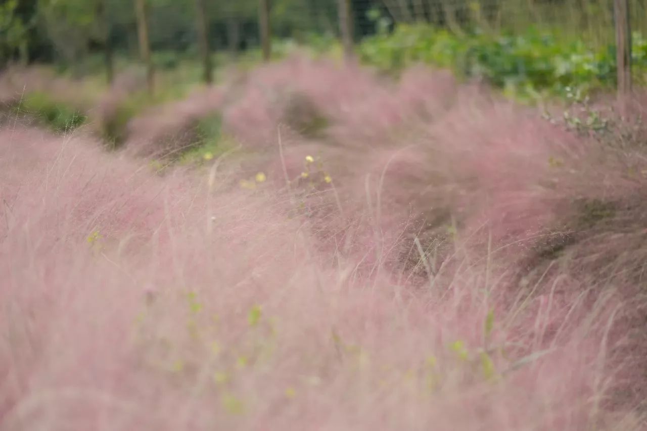 花田里逛了3小时，花材、花束、年度美照都有了