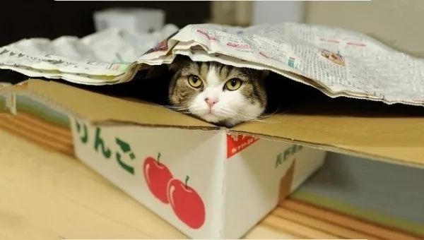 俊介犬舍推荐,俊介犬猫