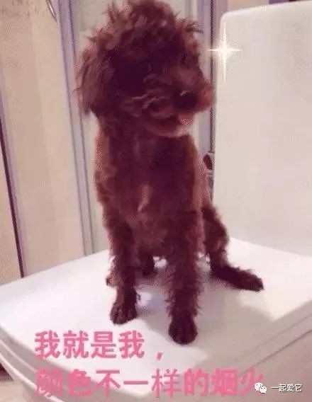 宠物小知识为什么狗狗喜欢埋东西,狗狗洗澡后不让吹毛怎么办