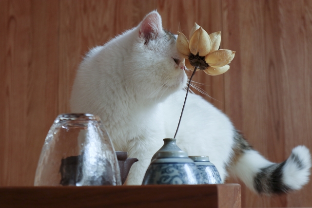 佳能eosm100基础教程,佳能eosm100效果