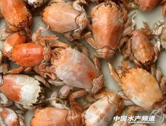 虾类有几千种，你又认识几种？