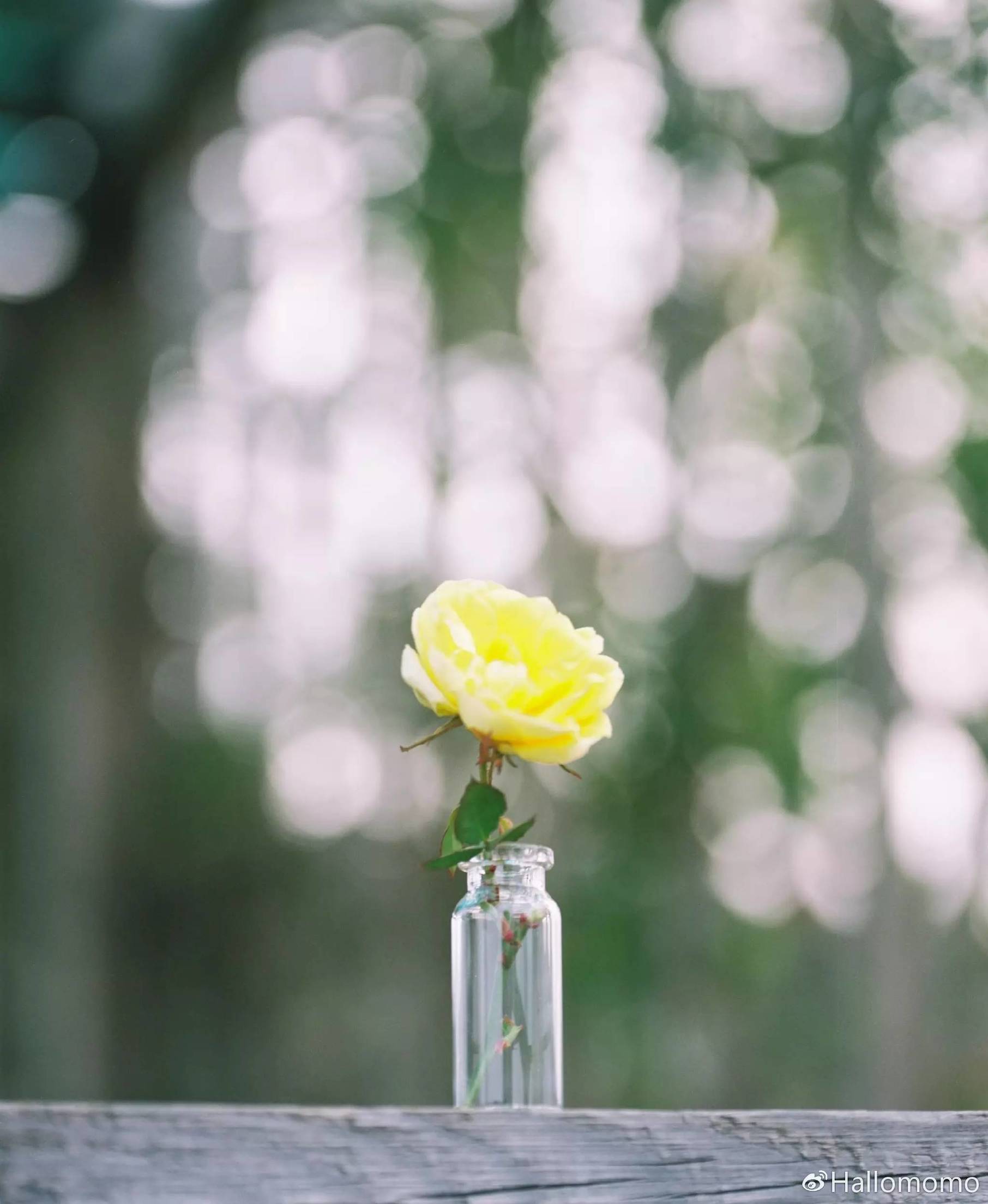 那些年我玩过的胶片机,旁轴胶片机推荐